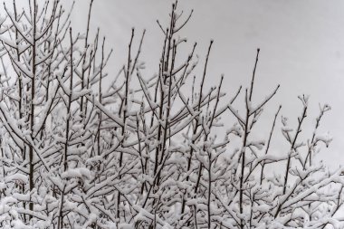 Kış manzarasında karla kaplı ağaç dalları, Oslo
