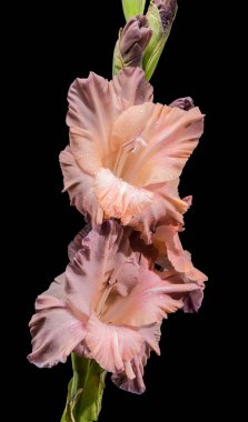 Siyah arka planda çiğ damlaları olan esmer pembe gladiolus.