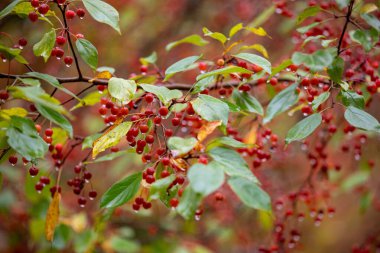 Sonbahar yağmurundan sonra suyla damlayan küçük yaban mersinleri.