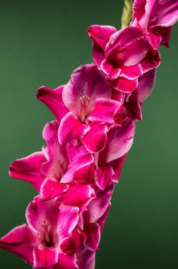 Pembe bir gladiolus çiçeğinin yeşil bir arka planda canlı yakın çekimi