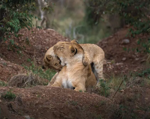 Şefkat Bağ: Afrika 'nın vahşi doğasında dişi aslan ve yavrusu