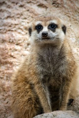 Mirketler küçük, sosyal firavunfareleridir.
