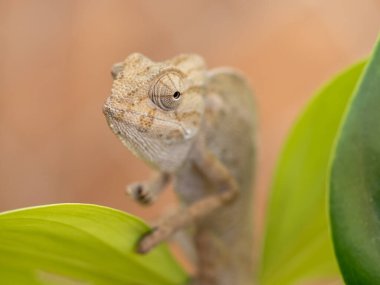 Yaprağa tutunan küçük bukalemun.
