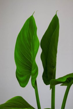 Büyük yeşil yaprakların makrofotoğrafçılığı