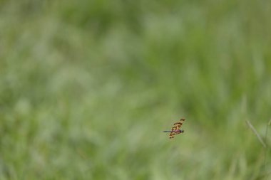 Yaygın Resim Uçan Yusufçuğu Yeşil Çimlerin üzerinde Minimum Uçar