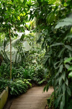 Botanik Bahçesi 'ndeki tropik seraya giden yol.