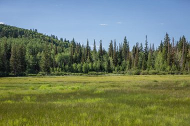Silver Lake, Brighton, Utah 'ta orman tepeleri olan otlak çayır.