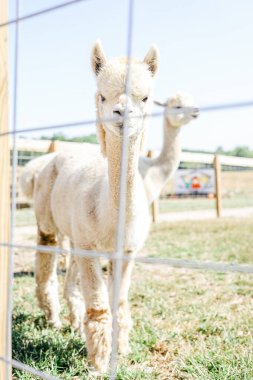 Güneşli bir günde çimenli bir arazide çitin arkasında duran beyaz alpaka..
