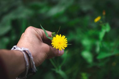 A hand man taking a yellow flower from the forest