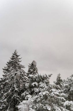 Oslo 'da soğuk kış dalları