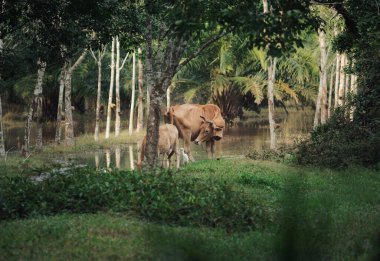 Yeşillik bir ormanda sakin bir su cesedinin yanında huzur içinde otlayan sığırlar.