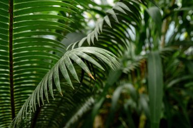 Botanik bahçesindeki palmiye yapraklarının yakın çekimi.
