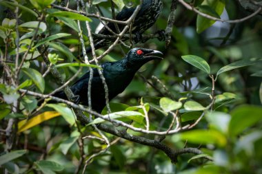 Avustralya Metalik Sığırcığı dal üzerine tünemiş