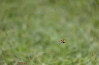Brown ve Gold Dragonfly Brisbane 'deki otlakta uçuyor.