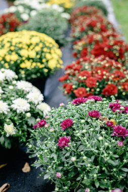 Vivid chrysanthemums in vibrant red, yellow, and purple hues.