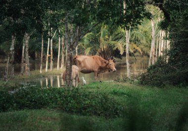 Bereketli bir ormanda sakin bir su kaynağının yanında huzur içinde otlayan sığırlar.