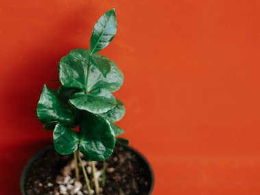 Koyu turuncu arka planda demlikte bir kahve fabrikası.