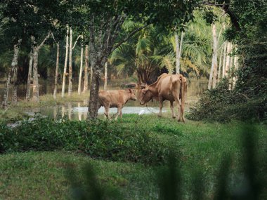 İnekler yemyeşil bir arazide sakin bir gölette huzur içinde otluyor.