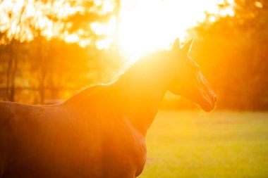 Aiken Güney Carolina 'da bir at çiftliğinde kahverengi at