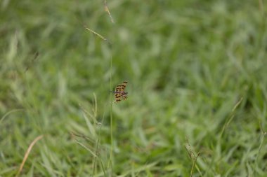Yaygın Resim Kanadı Yusufçuğu Çayırda dinleniyor