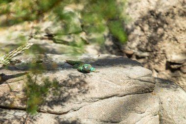 Bir kayanın üzerinde güneşlenen Uromastyx ornata