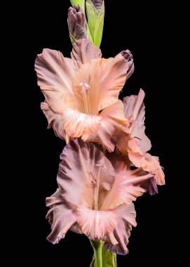 Siyah arka planda çiğ damlaları olan esmer pembe gladiolus.