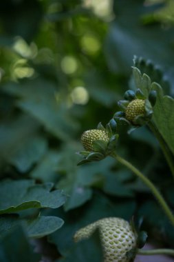 Bahar mevsiminde tarlada yetişen olgunlaşmamış çilekler.