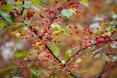 Sonbahar yağmurundan sonra suyla damlayan küçük yaban mersinleri.
