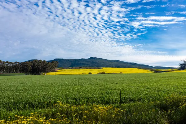 Canola Fields Çiftlik Yolu Maceraları