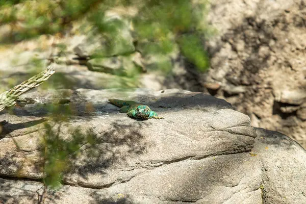Bir kayanın üzerinde güneşlenen Uromastyx ornata