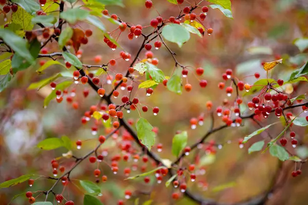 Sonbahar yağmurundan sonra suyla damlayan küçük yaban mersinleri.