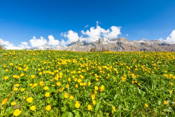 Çiçekli sarı düğün çiçekleri, İsviçre Alpleri