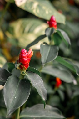 Red tropical flower in a lush green garden in Thailand