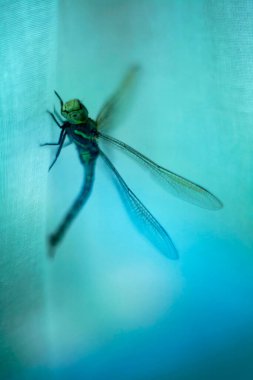Dragonfly clinging to linen fabric in blue-green light