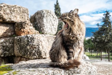 beautiful stray cat in Athens / Greece