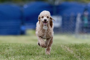 Minyatür Kaniş Koşu Pistinde Koşan Köpek Sporu