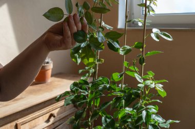 Kadının elleri gül çalılığındaki solmuş çiçeklere bakar.