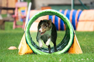 Enerji dolu bir Collie Sınırı.