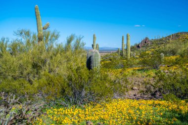Picacho Tepesi SP, Arizona manzarası