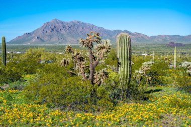 Picacho Tepesi SP, Arizona manzarası