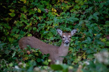 Deer stands alert in dense forest, lush greenery and vibrant foliage.