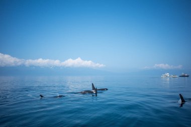 Orca family swmming off the coast of Japan