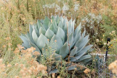 A mature agave plant surrounded by desert vegetation and wildflowers