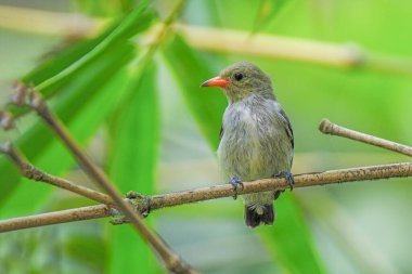 orange-bellied flowerpecker (Dicaeum trigonostigma) perching on branch