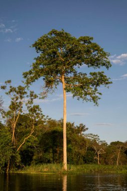 Gün batımında ağaçtan görülecek güzel bir manzara, Mamirau Reserve.