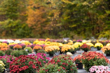 Vibrant chrysanthemums in rows with autumn foliage in the background
