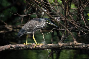 A pond heron standing gracefully
