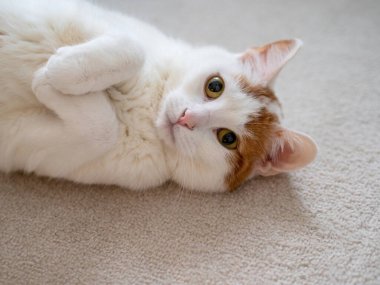 Portrait of cute white cat with yellow eyes lying on carpet