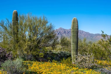 Picacho Peak SP, Arizona 'da uzun ince bir Saguaro Kaktüsü.
