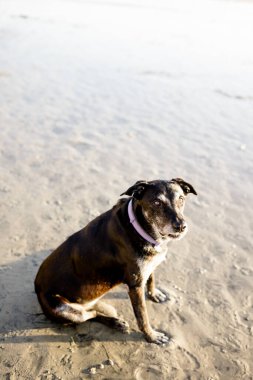 Portrait of Lab Mix at Sunset on Beach in San Diego